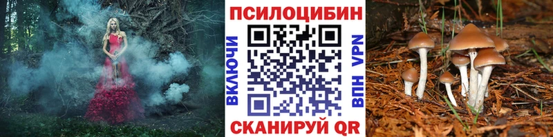 Псилоцибиновые грибы MAGIC MUSHROOMS  сколько стоит  Злынка 